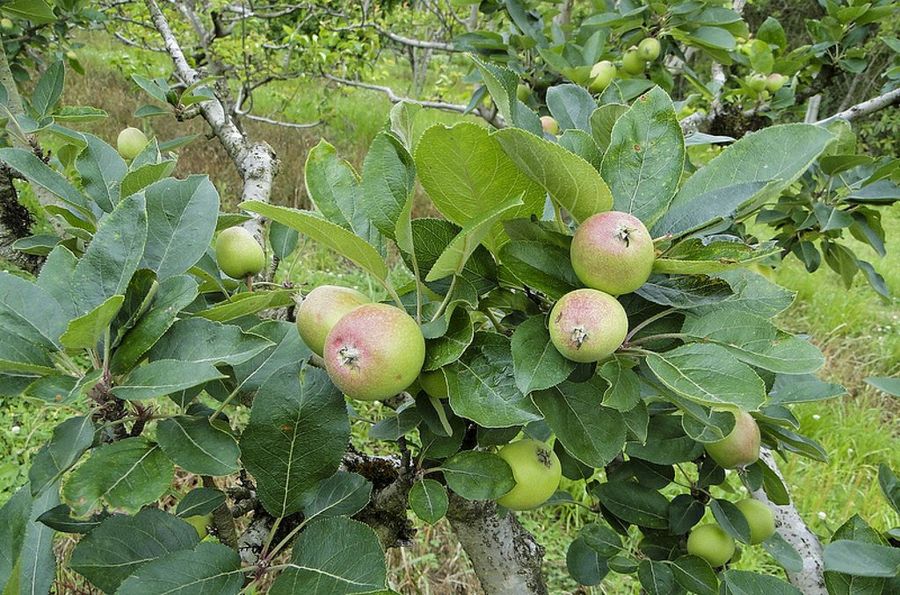 Malus domestica Borkh