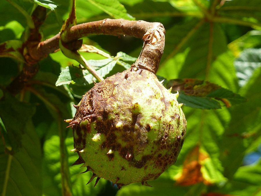 Fruto del castaño de indias