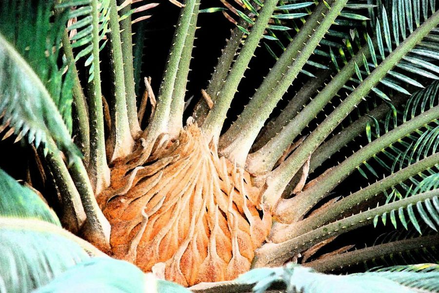 hoja de la palmera