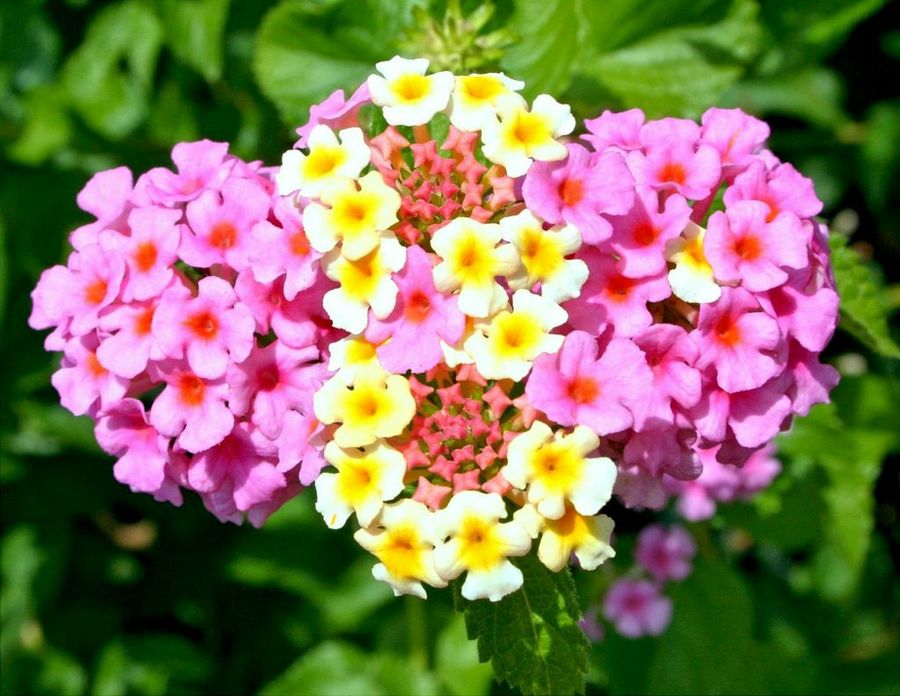 Verbena