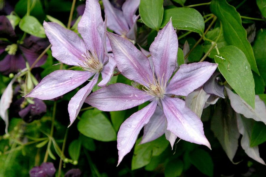 Clematis