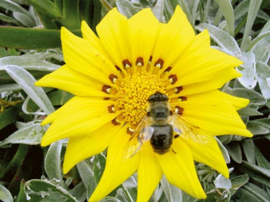flor con abeja