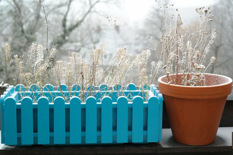 Maceta en invierno
