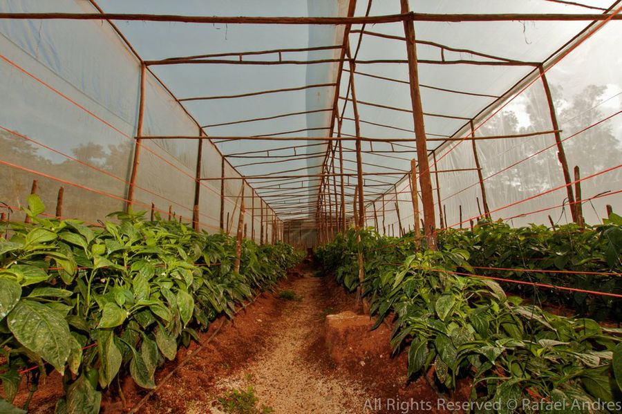 Invernadero. Cómo proteger los jardines de las heladas