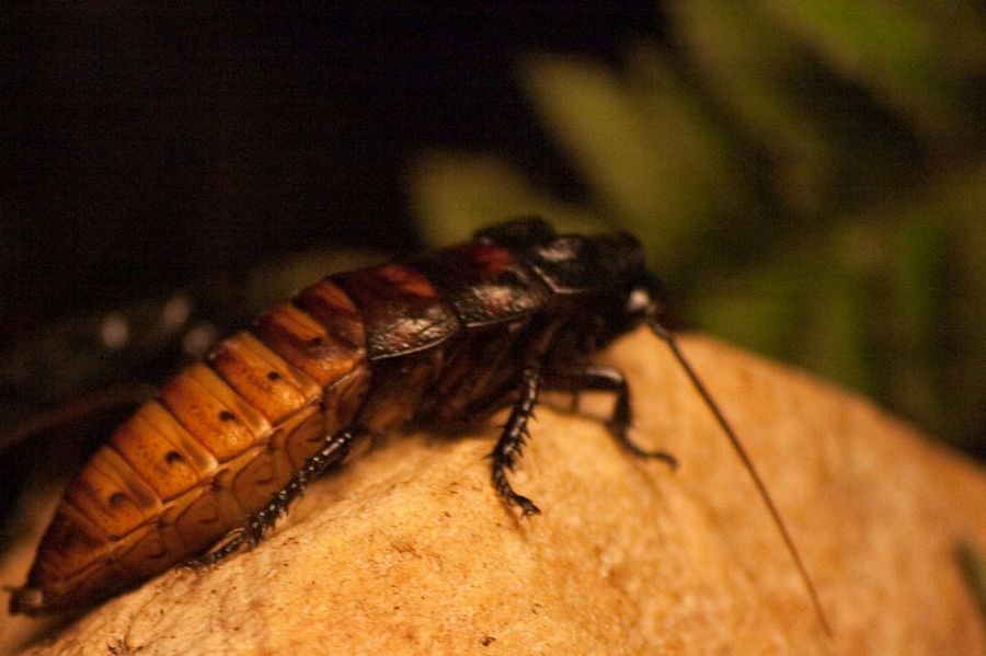Cucaracha