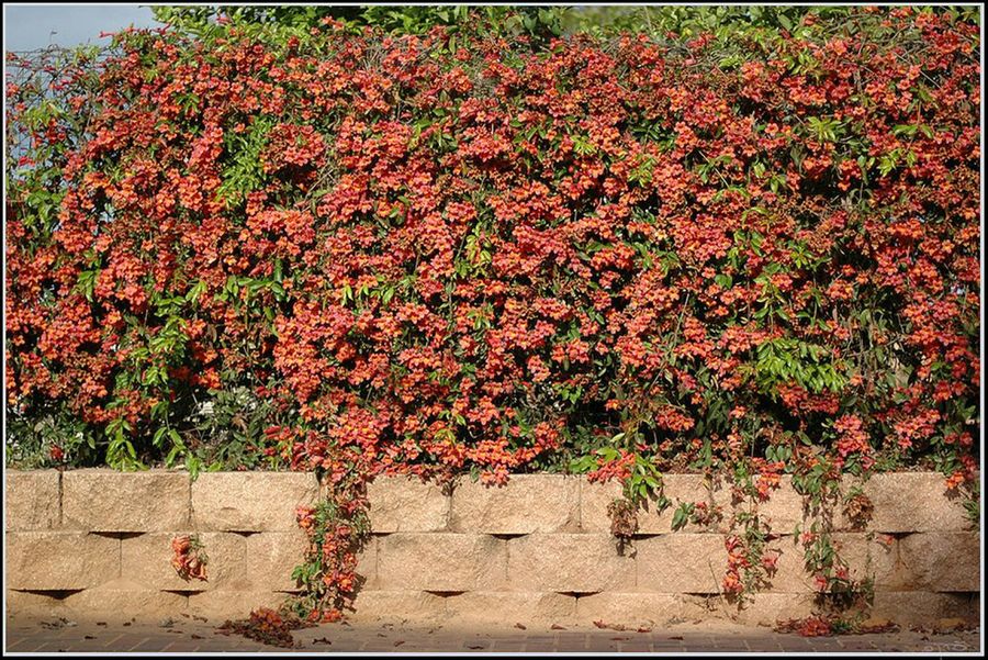 Bignonia
