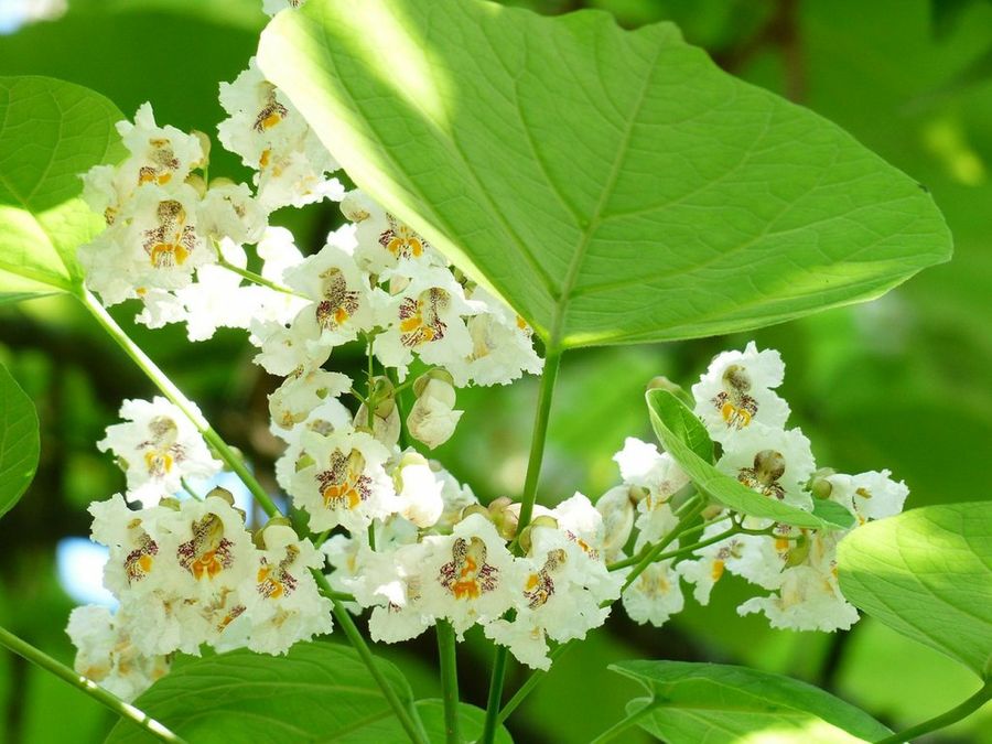 Catalpa