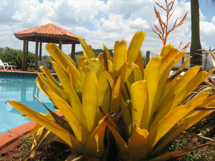 Plantas para piscina