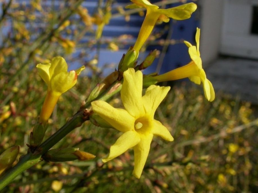 flor
