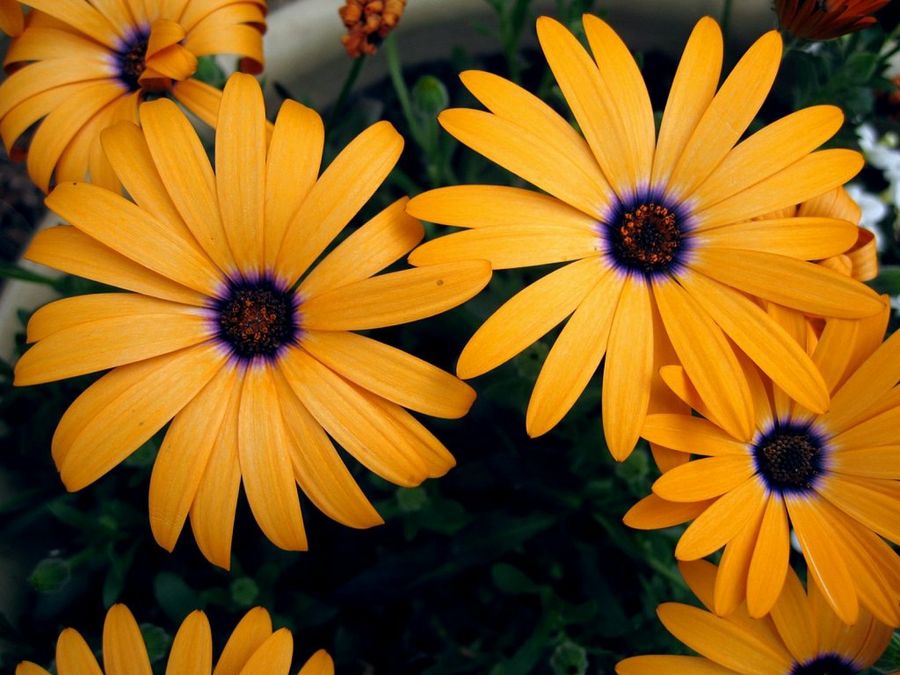Flores de jardín para cortar
