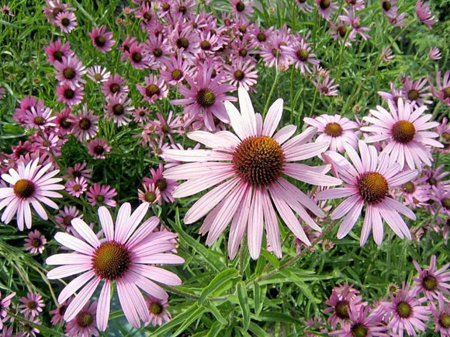 flores