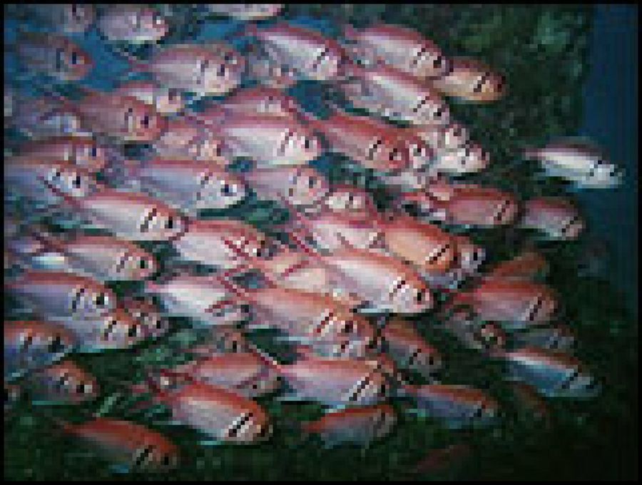 Peces