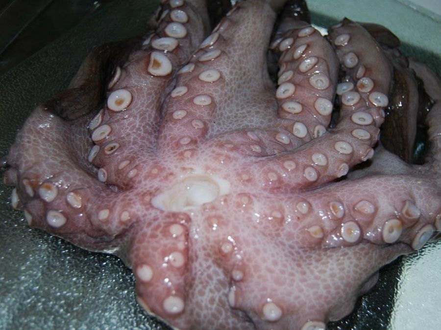 Pulpo