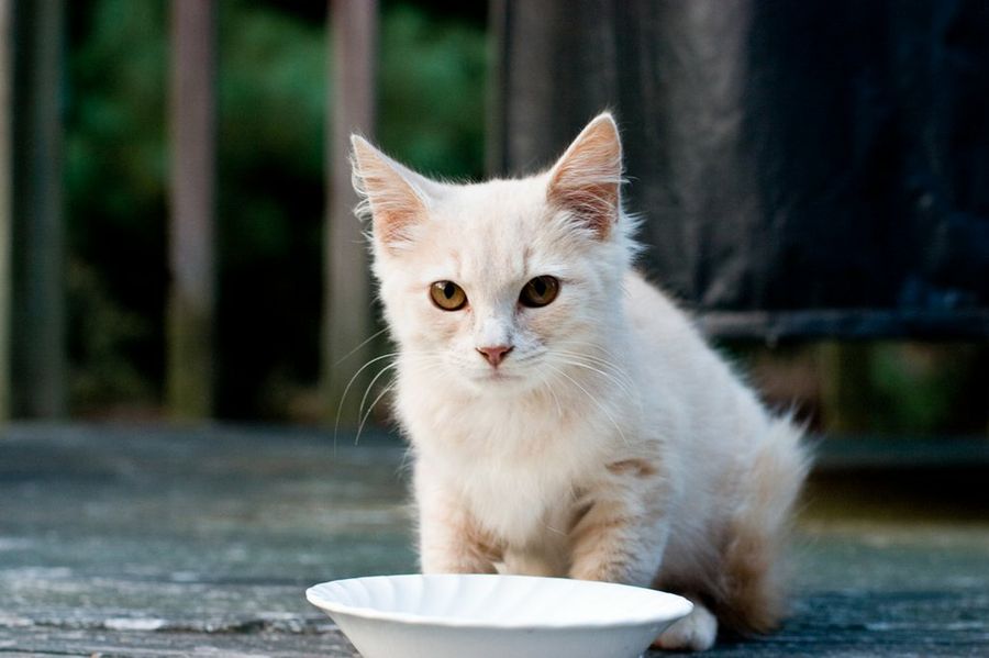 gato3