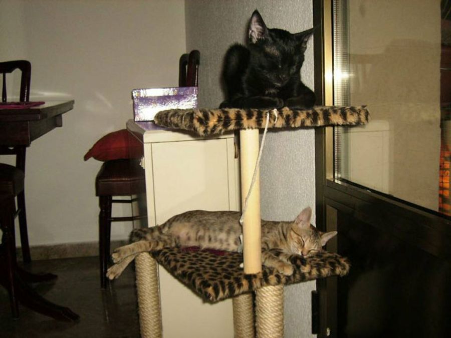 gatos durmiendo