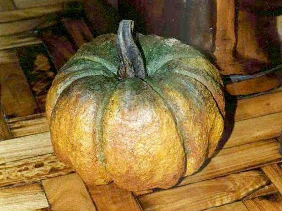 calabaza