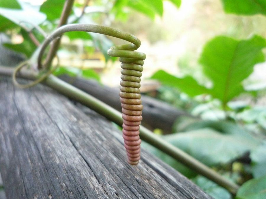 tapizantes