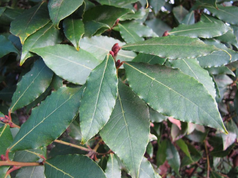 Laurus nobilis