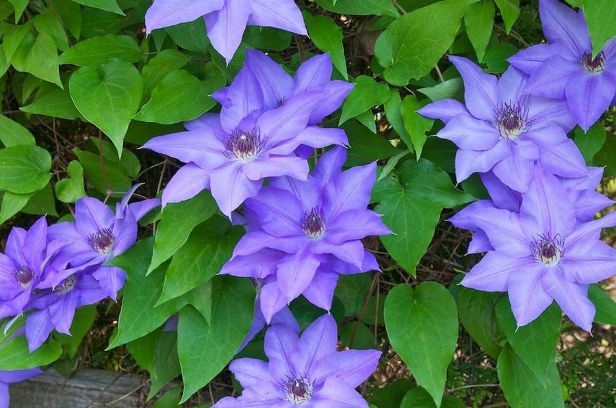 Clematis 'Jackmanii'