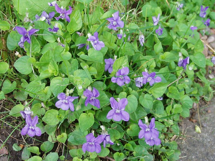 Viola odorata