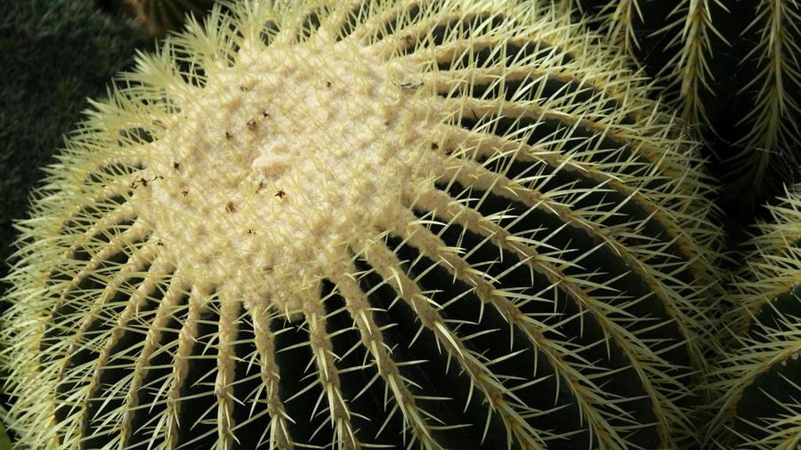 Echinocactus grusonii