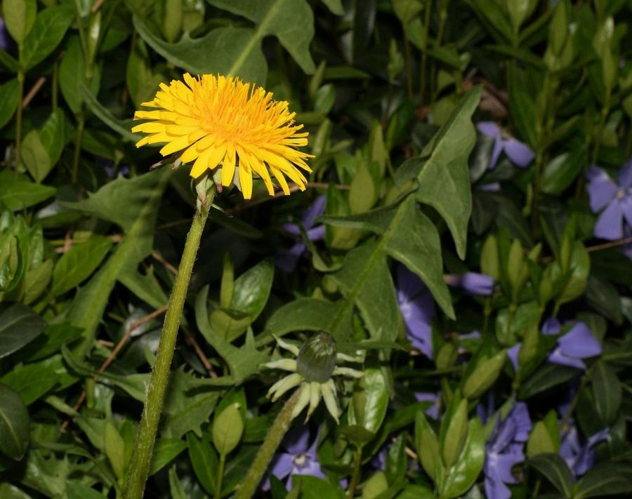 Taraxacum officinale