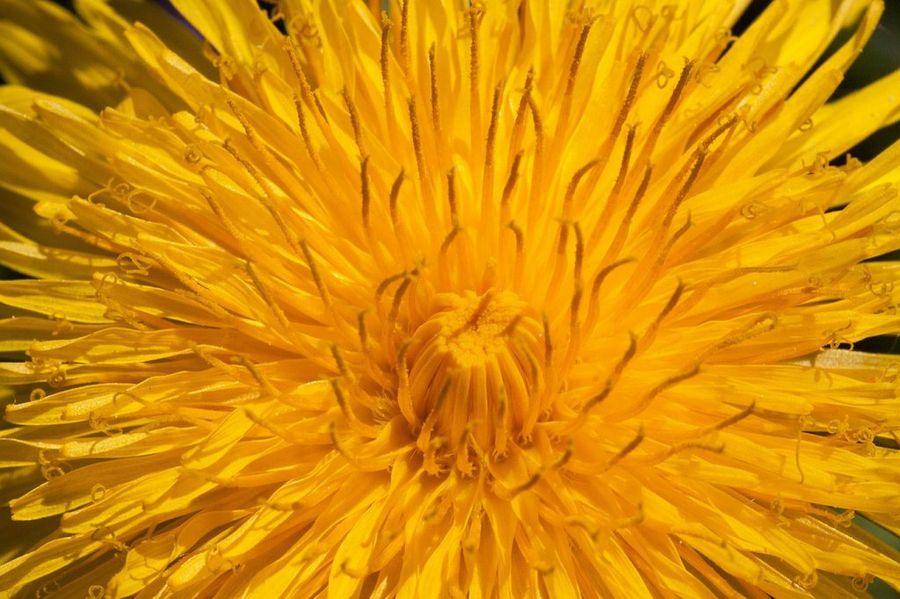Diente de león