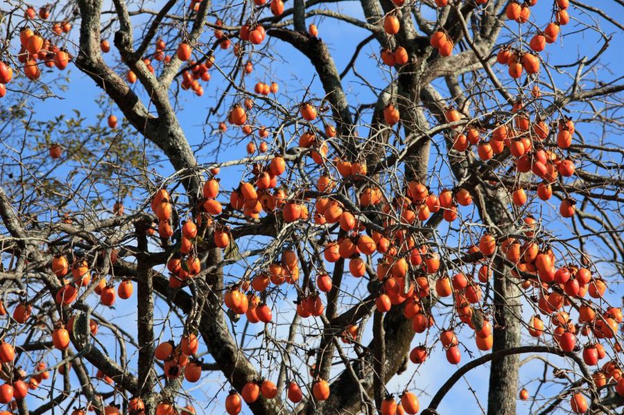 Diospyros kaki