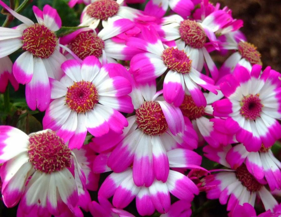 Cineraria