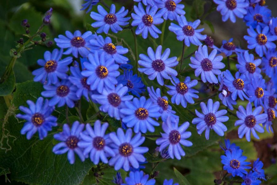 Cineraria