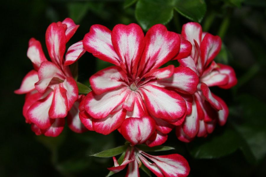 Pelargonium peltatum