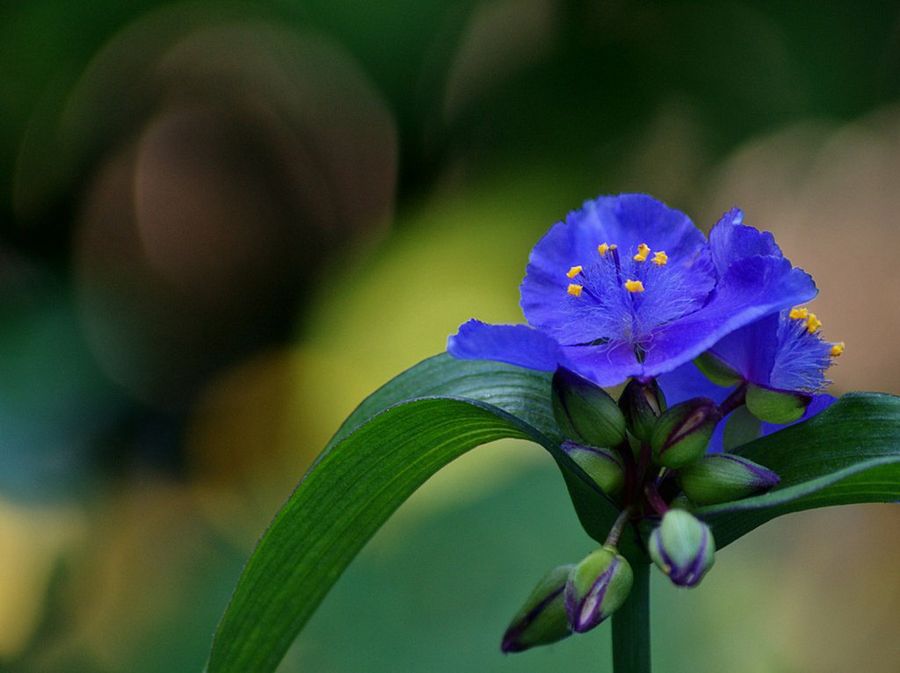 Tradescantia