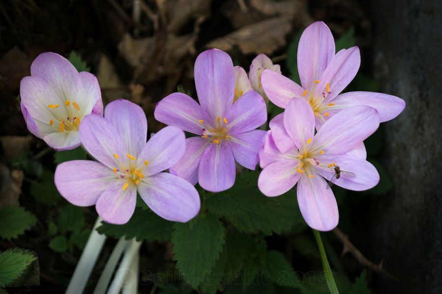 Colchicum