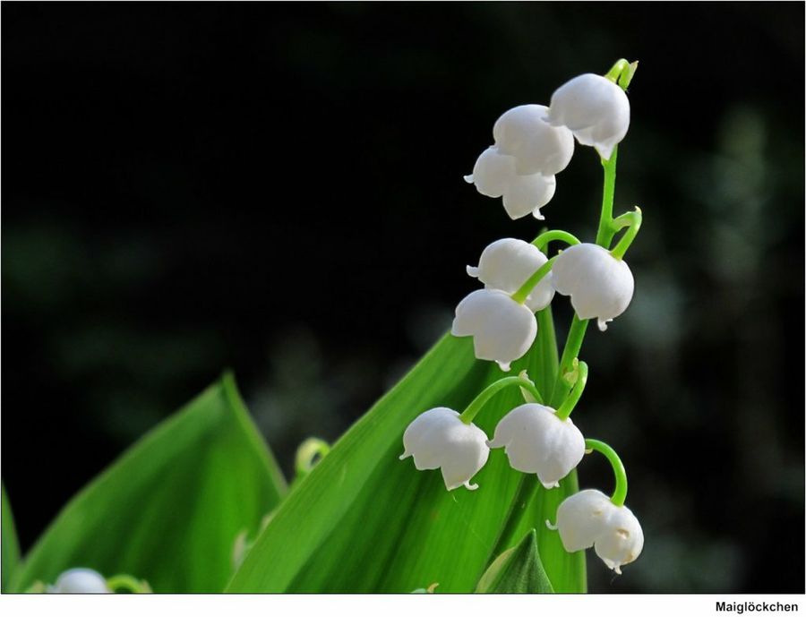 Convallaria majalis