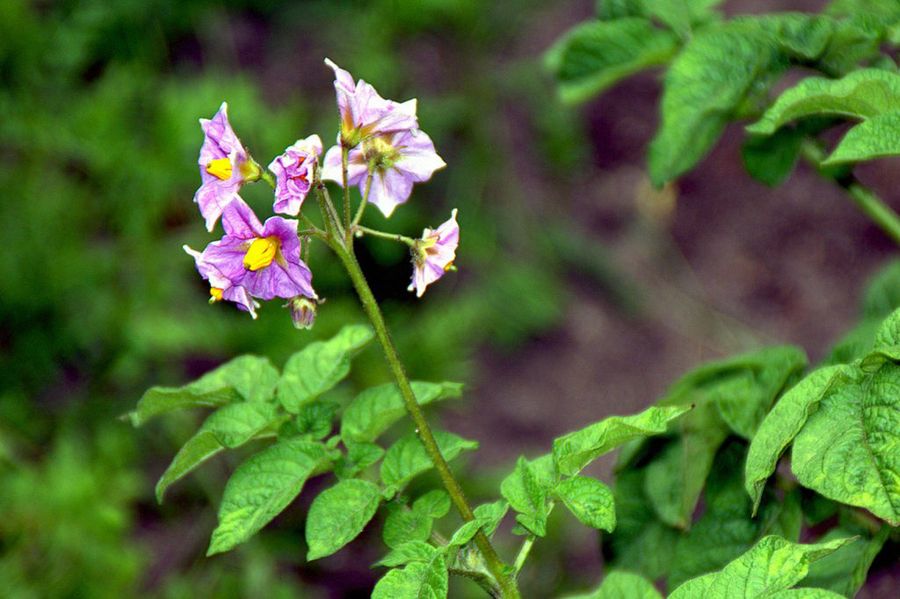 Solanum tuberosum