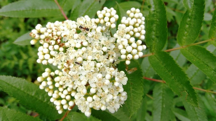 sambucus