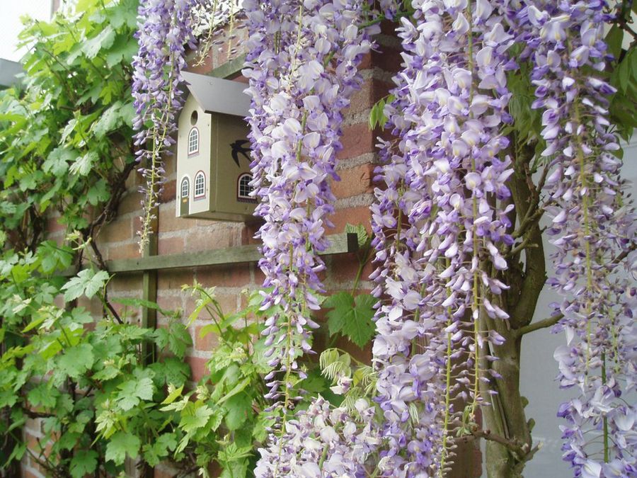 Wisteria