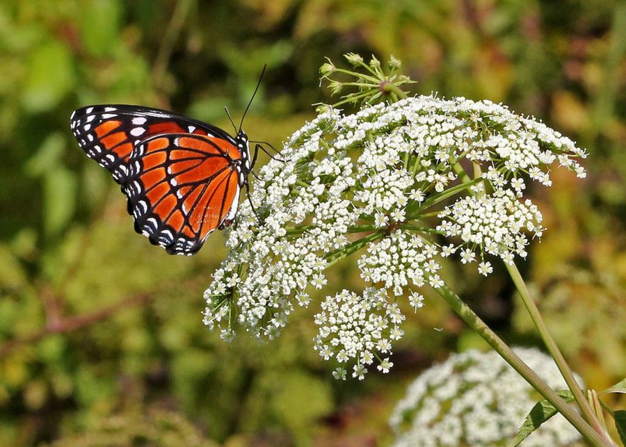 Cicuta maculata