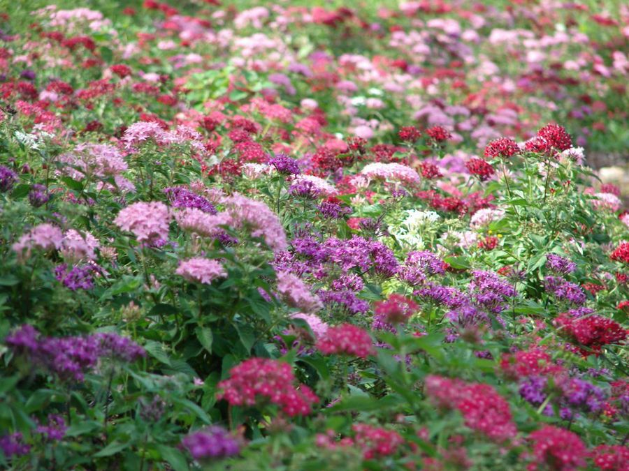 Pentas Lanceolata