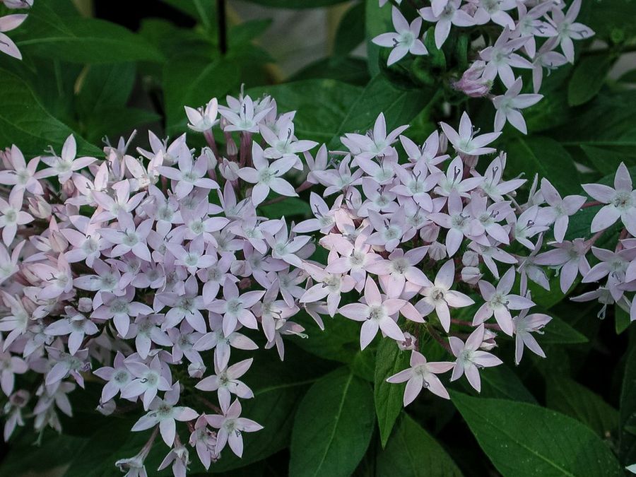Pentas Lanceolata