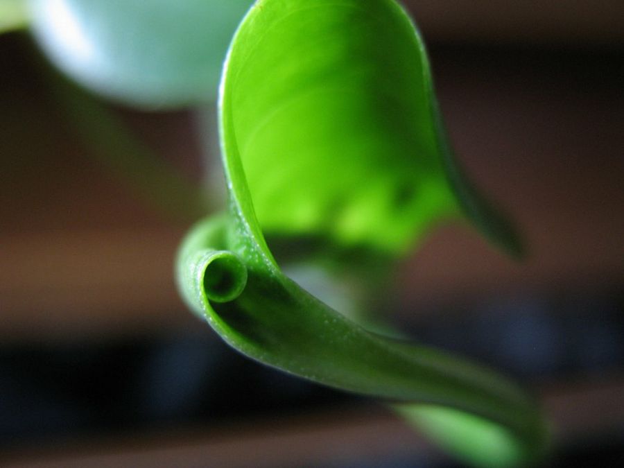 Scindapsus
