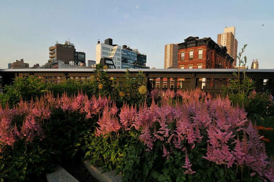 Spiraea nipponica