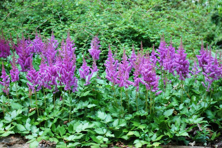Spiraea nipponica