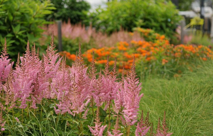 Spiraea nipponica