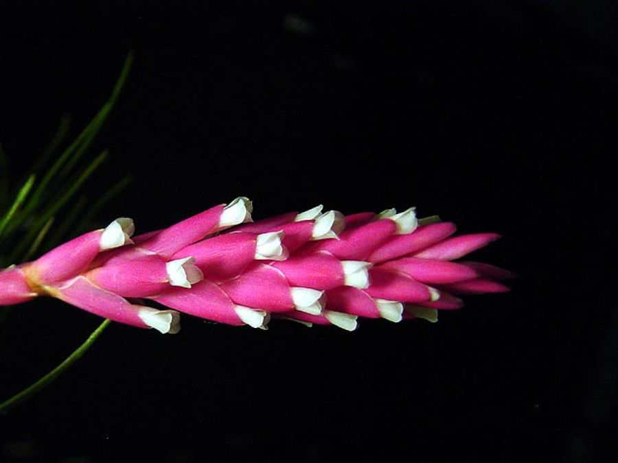Tillandsia