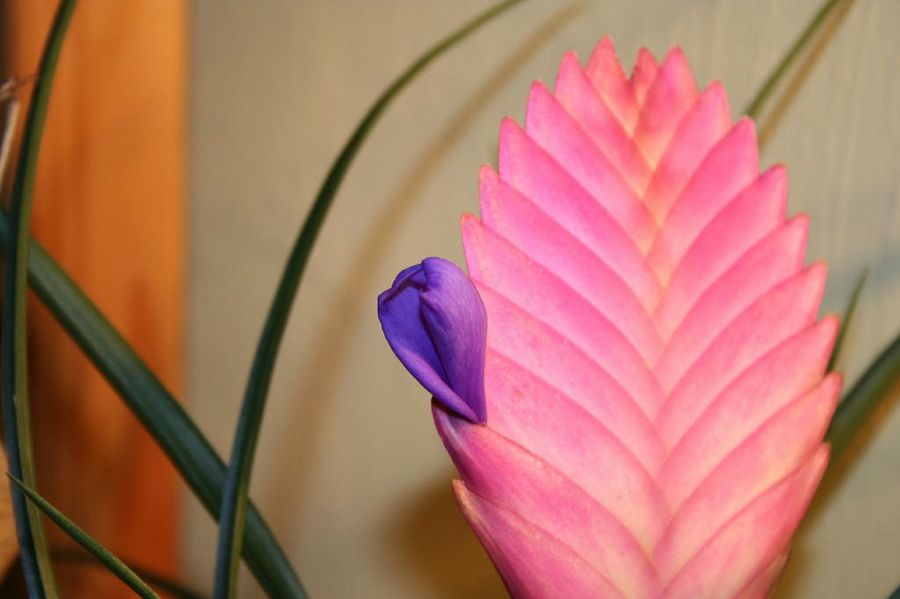 Tillandsia