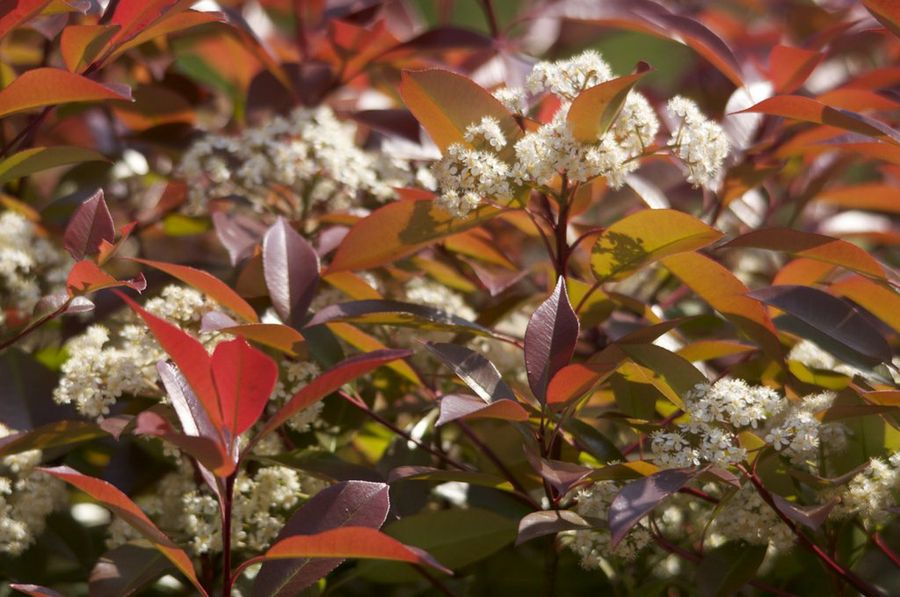 Photinia