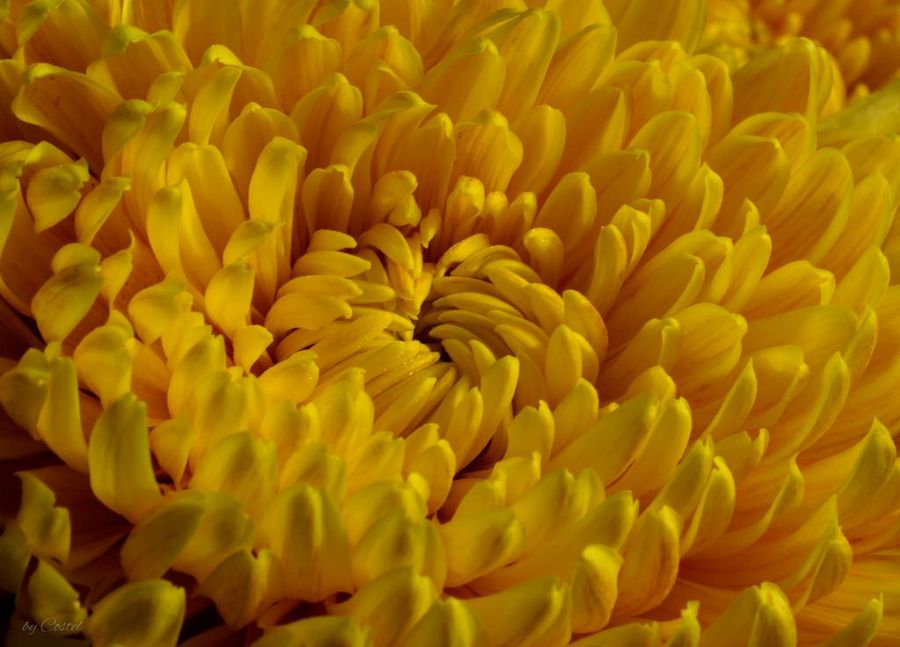 Chrysanthemum