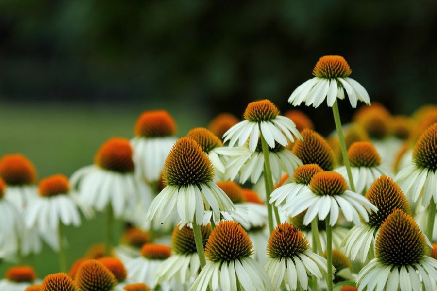 Echinacea