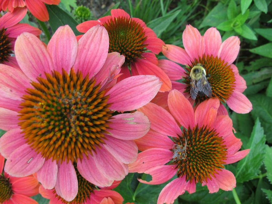 Echinacea
